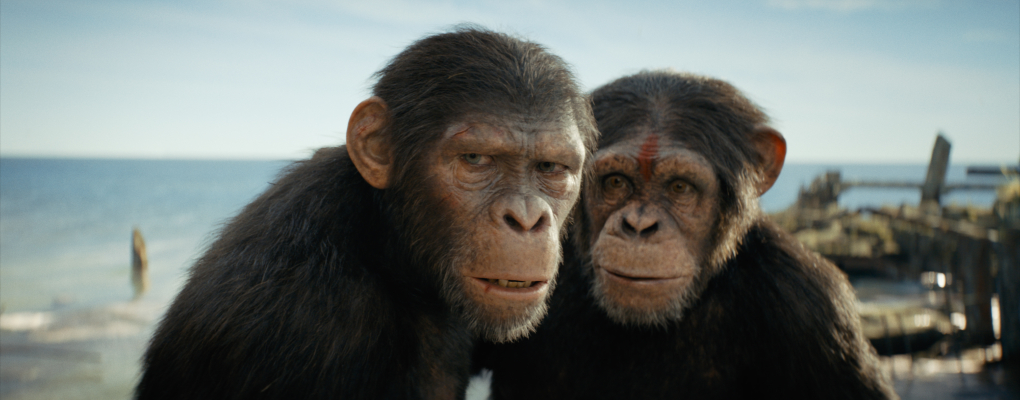 Kingdom of the planet of the ape. Kingdom of the planet of the ape